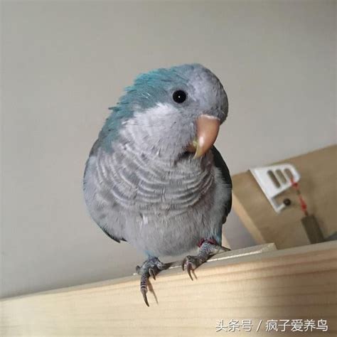 嚇死鳥|鸚鵡的40幾種死法，每種都很容易被人忽略阿！